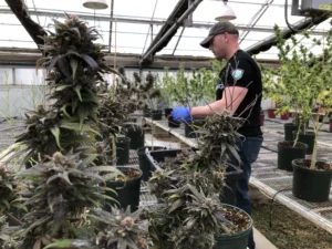vqnlidy 2000x2000 1 4 300x225